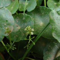 Hydrocotyle verticillata Thunb.